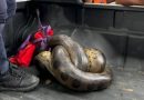 Rescataron a una gigantesca anaconda en una carretera de Barinas